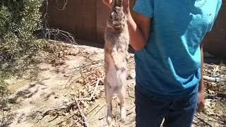(Must Watch!) Bunny catch N cook