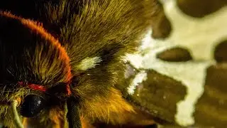 Coup de projecteur sur les papillons de nuit