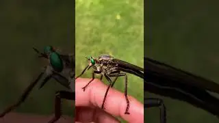 Asilidae ou mosca assaltante 🪰😨