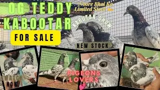 &ldquo;Noor Bhai Ka Original Teddy Stock &mdash; Dekhne Walo Ki Nazar Tham Gayi!&rdquo;