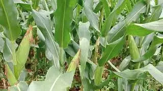 Kaveri seeds Ekka 2288