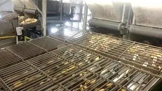 Seed corn husking AK huskers at Lauber Seed Farms