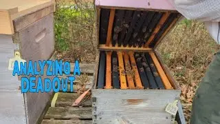 Мертвые пчелы, что случилось?