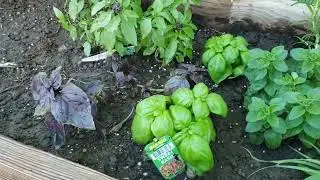 How to Save Money  Save money grow your own food!