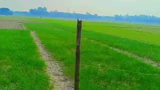 ___ আমাদের খাবারের প্রধান উৎস হলো এই কৃষি। Agriculture is the main source of our food__