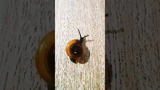 #snail #defence #gastropod #mollusca #nature #wildlife #shorts #shortsfeed #shortvideo