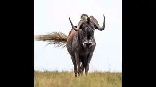 The Secretive Hunting Techniques of the Black Wildebeest