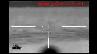 Hogs in corn - IR Hunter Mark ii