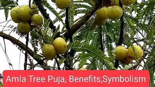 #Amla #Indian Gooseberry  #Plant   #Benefits #Puja  #Symbolism  #आंवला #Fruit #yt #travel #garden
