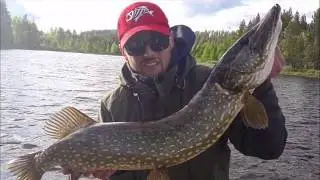 BIG PIKE - Pesca al Luccio Lapponia Svedese SPINNING AL LUCCIO ST CROIX TOURNAMENT