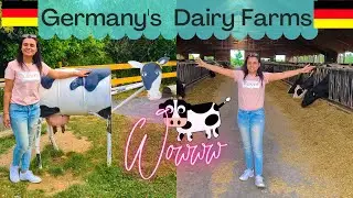 A visit to the DAIRY FARM 🚜 of GERMANY 🇩🇪 | Germany की गाय और खेत #youtube #lifeingermany #dairyfarm