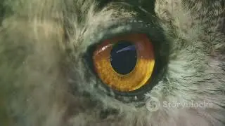 Hawk Eyes: Close-Up Look at Bird of Prey Vision