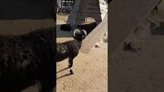 Казлы!