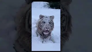 Big white tiger in snow!🥰❤😋 #tiger #cat #animals #wildlife #viral #cats #wild #funny #baby #shorts