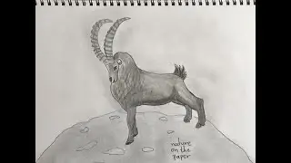 how to draw ibex /alpine ibex/&Pi;&omega;&sigmaf; &nu;&alpha; &zeta;&omega;&gamma;&rho;&alpha;&phi;ί&sigma;&omega;  έ&nu;&alpha;&nu; &alpha;&lambda;&pi;&iota;&kappa;ό &alpha;ί&gamma;&alpha;&gamma;&rho;&omicron;