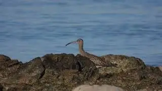 Chiurlo piccolo, Whimbrel (Numenius phaeopus)