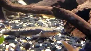 Juvenile Sleepy Cod (Oxyeleotris lineolatus)