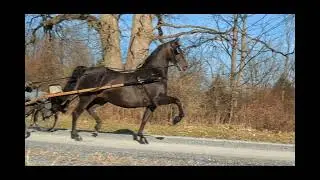 CWMS DELTA DAWN: Morgan Mare For Sale