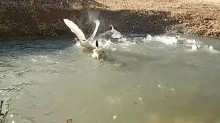 Damızlık kaz seçimindeki yanlış. Bir erkek kaz kaç dişi kaza yeter.
