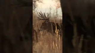 What's your target buck this year?