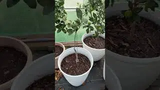 Greenhouse Citrus Tour Zone 8b SC: Satsumas, Kumquats, Grafts & Experiments