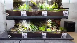 Tarantula natural terrariums