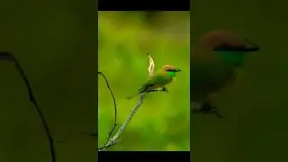 bird nature #shorts
