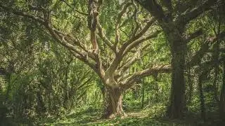 Tree  #copyfree #freemusic #noncopyrightmusic #ncs #copyfreemusic #video #trending #shorts #music