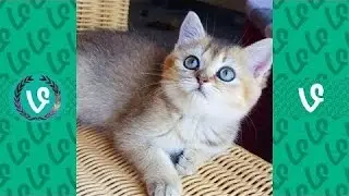 Cutest Pets & Animals Vines Compilation of August 2016