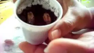 Growing Date Palms from Seeds