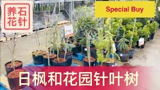奔着特价去花店 - 不常见的日本枫树和矮小庭院针叶树（地址见说明区）