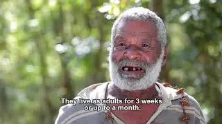 Documentary on Nanai Emalu Forest