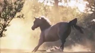 CABALLOS EN LIBERTAD   Espiritu Animal