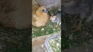 Funny bantam mother with her sweet chicks #chicken #farmlife #youtubeshorts 26