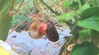 creepy snail floating in still water