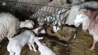 BEKLENEN KAR GELDİ/SIKIŞAN  KEÇİMİZİ KURTARDIK/YENİ KANGAL YAVRULARIMIZ/DOĞUM SEZONU NASIL GEÇİYOR