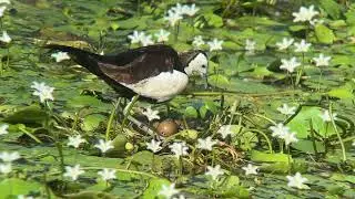 水雉破殼｜美濃湖水雉棲地｜Meinong Lake Jacana Conservation center|小灣棲地｜No.6-1-2巢位