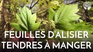 L'alisier, ses feuilles tendres sont &agrave; croquer !