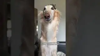 choose your setting, part 1 #silkenwindhound #fyp #dogsofinstagram #borzoi #dog #dogsofyoutube