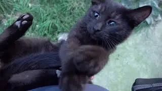 Cute black kitten with black cats