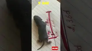 How the baby rats grow. From #rat #funnyanimals #ratslife the 7th day.