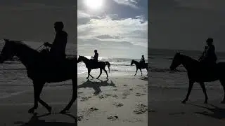 Horses on the Beach in Myrtle Beach, South Carolina!  #myrtlebeach #myrtlebeachsc #beach #horses