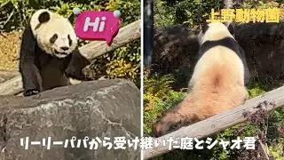 【ジャイアントパンダ】リーリーパパから受け継いだ庭とシャオ君　#シャオシャオ　#上野動物園　#panda 