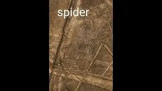 Nazca spider❤️ peru google maps amazing fact makdi 👍🙄😭😁😘 #shorts video