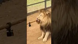 Men VS Lion | fight  #challenge #mrbeastchallenges