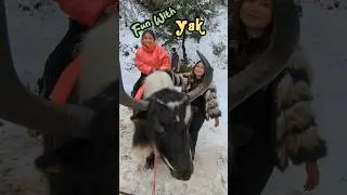 Snow fun activity in Shimla ❄️🌨️ Yak ride #snowactivities #yakride