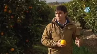 Cítricos: campaña y elaboración de pulpa de naranja
