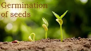 ALL for KIDZ - Germination of seeds|Embryo|Seedling|Plant growth|PHOTOSYNTHESIS|Root |Shoot|