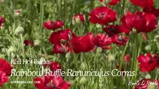 Red Hot Ruffle Ranunculus Corms Love Dahlias
