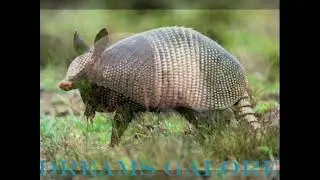 Armadillo in Dreams